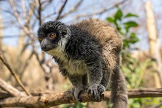 FYZoo, Dünya Lemur Günü’nde Lemurların  Korunmasına Dikkat Çekiyor!