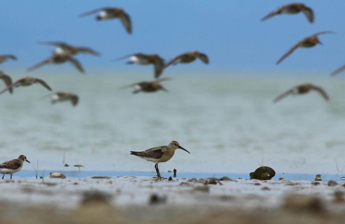 Dünya Doğa Koruma Birliği (IUCN) 16 kuş türünün durumunun kötüye gittiğini açıkladı, bunlardan 5’i Türkiye’de görülen türler.