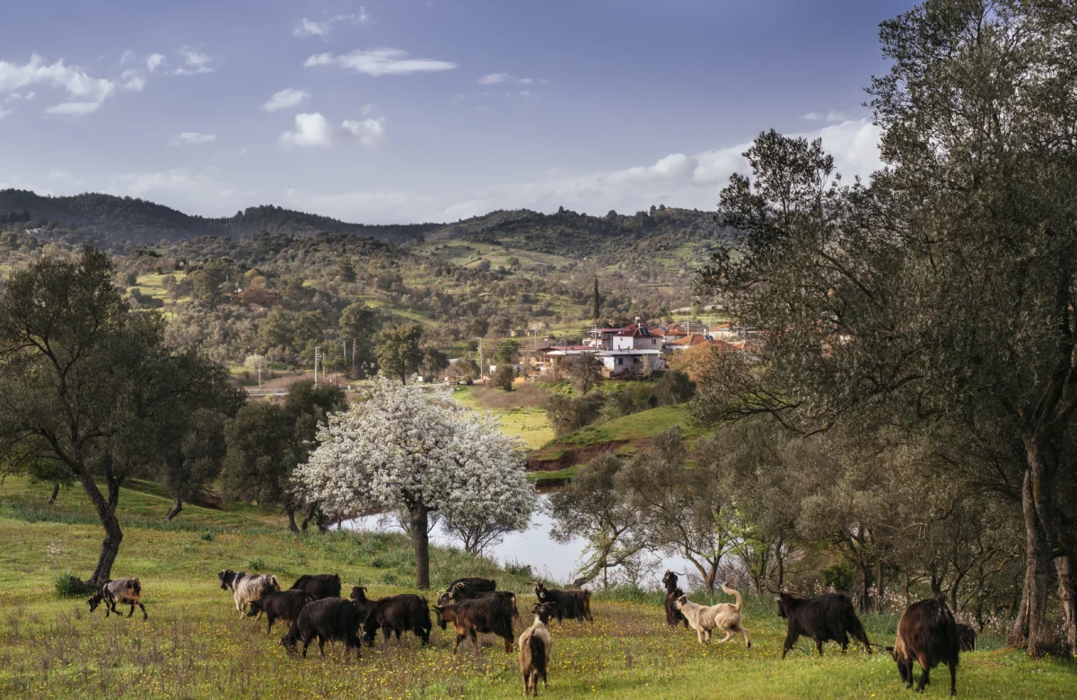 Seferihisar Orhanlı Köyü’nde Zeytin Hasadı Festivaline davetlisiniz.
